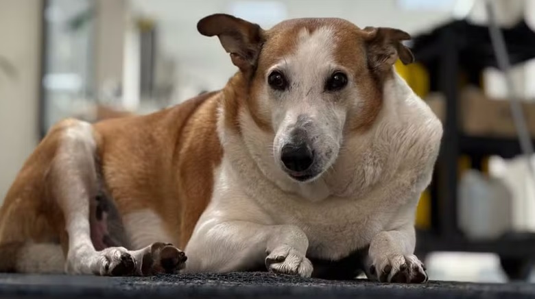 Cão famoso é ‘nomeado’ pró-reitor de assuntos caninos em universidade