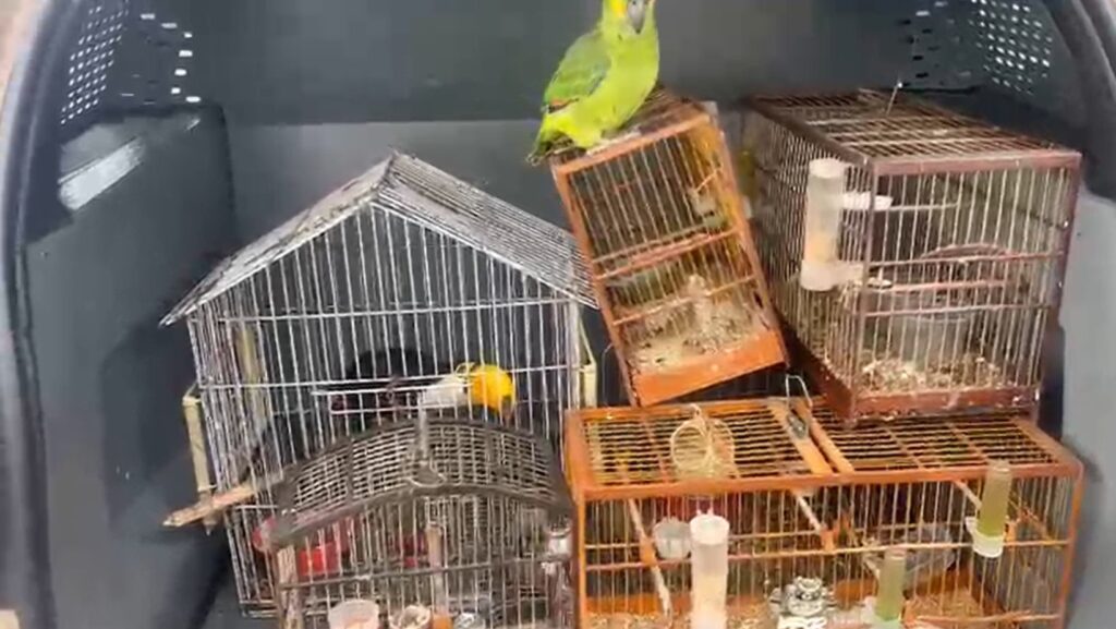 Polícia Militar resgata animais silvestres após denúncia em cidade baiana 