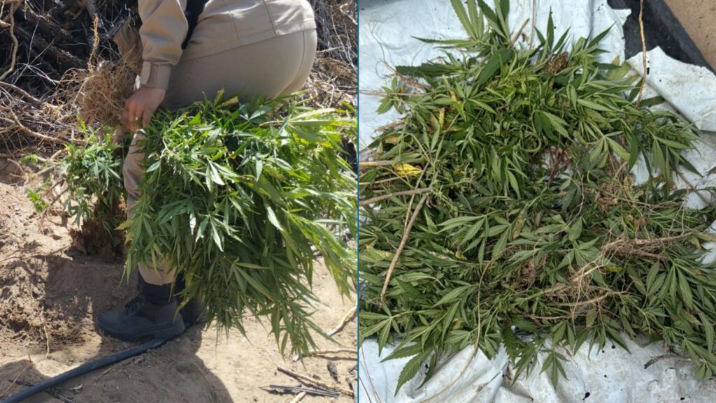 PM desarticula grande plantação de maconha no interior da Bahia; saiba detalhes 