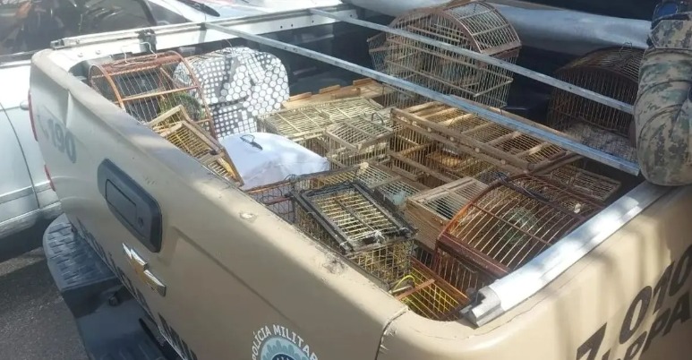 Mais de 80 aves silvestres são resgatadas em Simões Filho