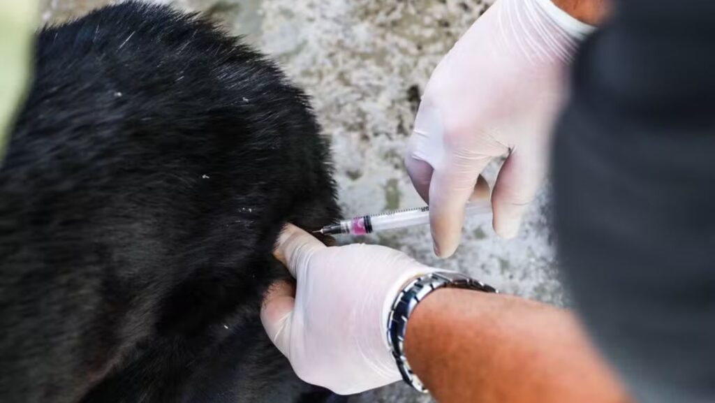 Salvador inicia campanha de vacinação antirrábica em 91 pontos da capital baiana; confira