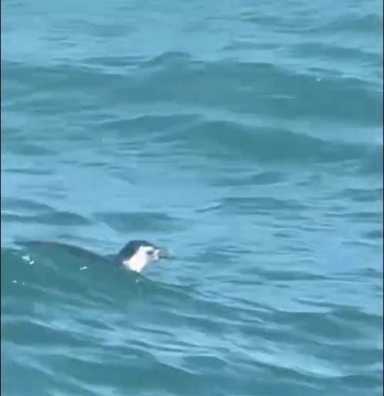 Foto: Reprodução / Leitor Noticiário Baiano 