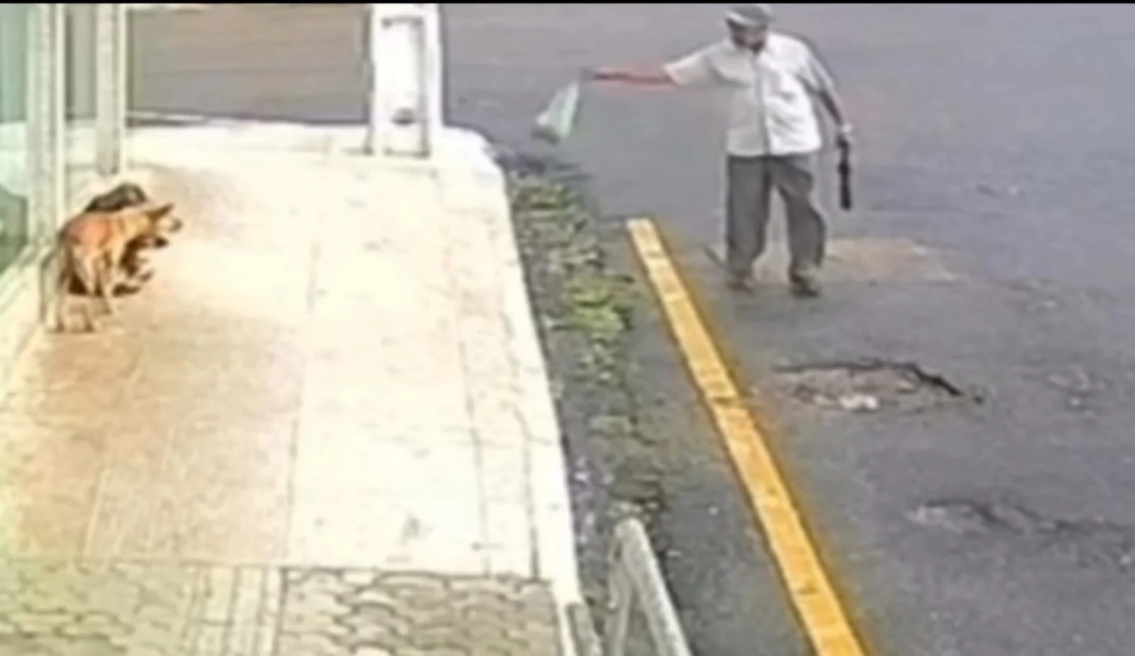 Polícia prende idoso acusado de matar cachorros envenenados; veja vídeo