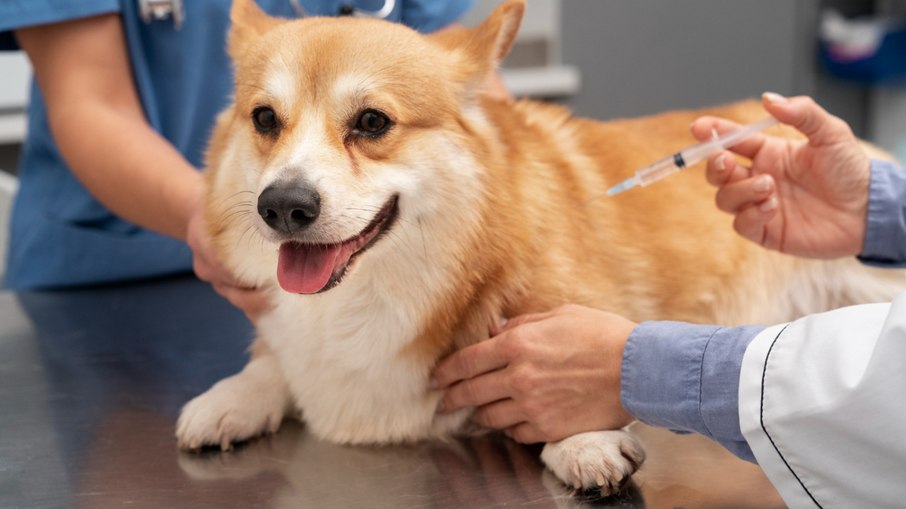 Projeto de Lei prevê vacinação obrigatória e gratuita para animais domésticos e de rua; saiba detalhes 