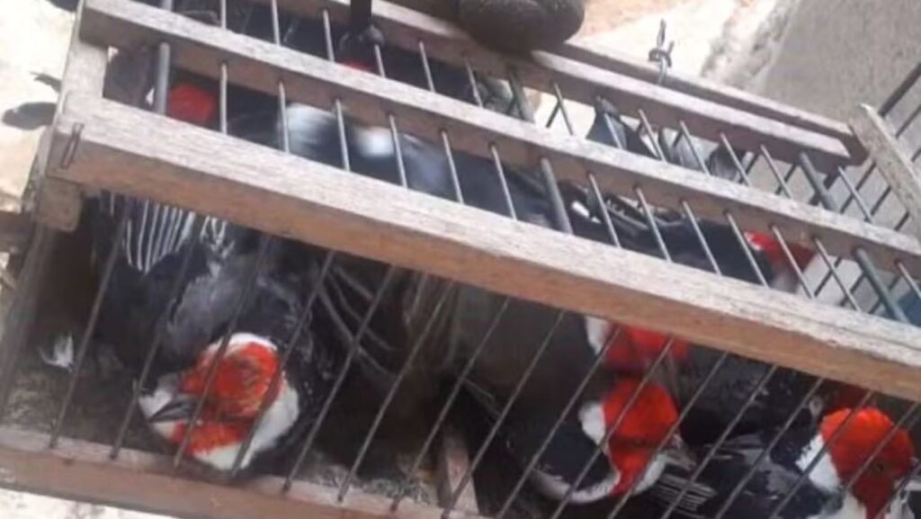  Reprodução/TV Bahia