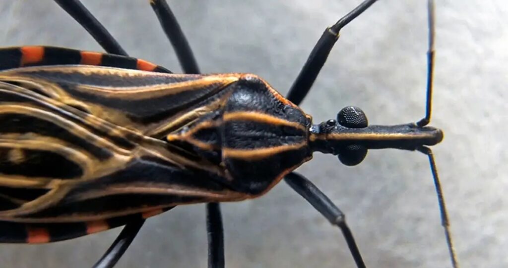 Divulgação: Josué Damasceno - Fiocruz