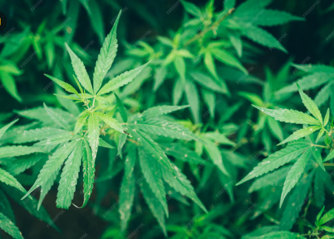 Reprodução / FreePik