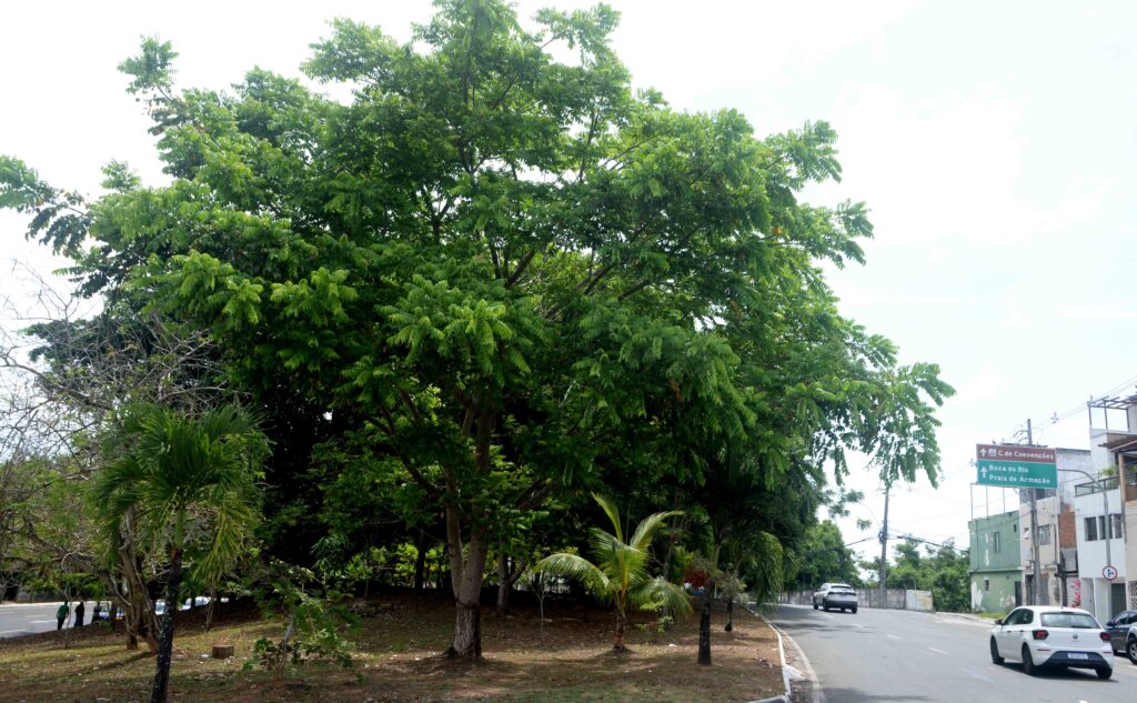 Foto: Otávio Santos / Secom PMS