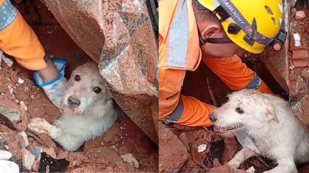 Foto: Reprodução / Redes Sociais