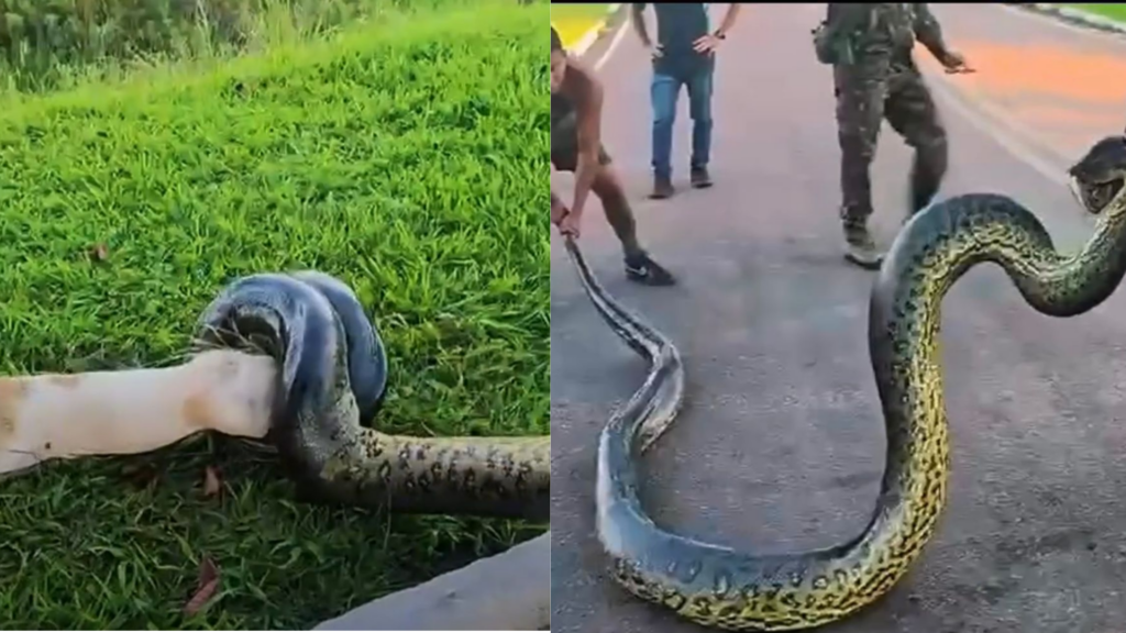 Foto: Reprodução / Redes Sociais