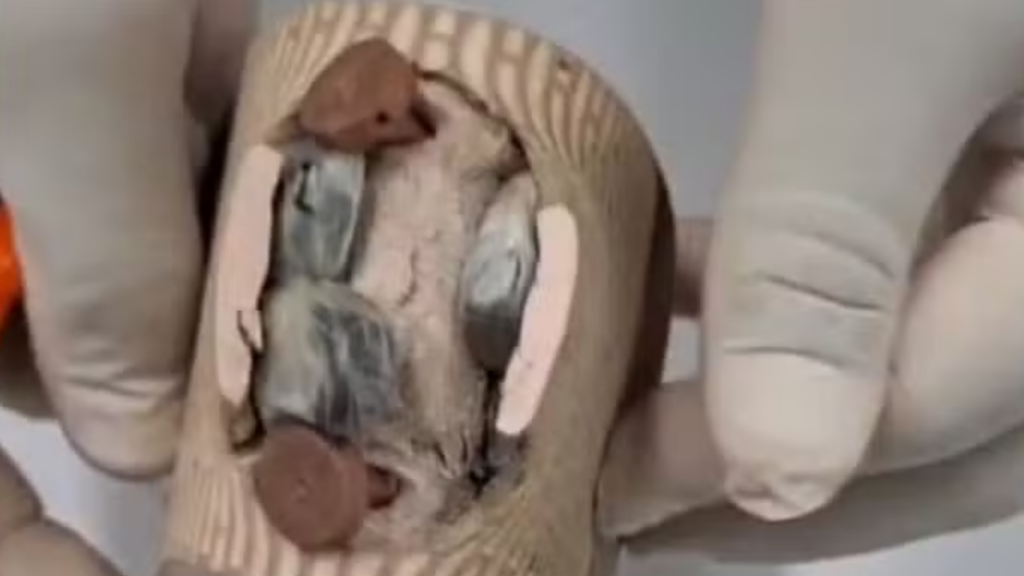 Foto: Reprodução / Redes Sociais