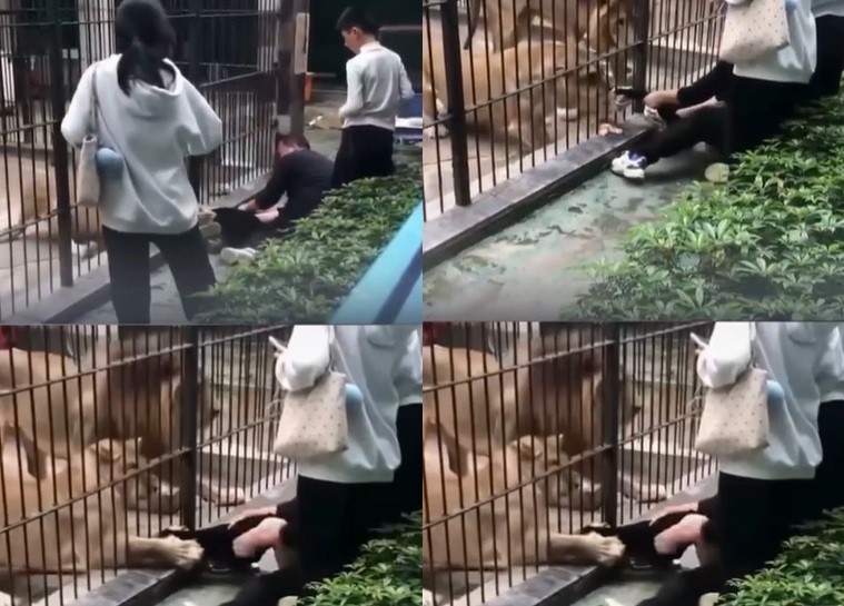 Imagens fortes: leoa ataca garota após distração do pai e situação quase vira tragédia