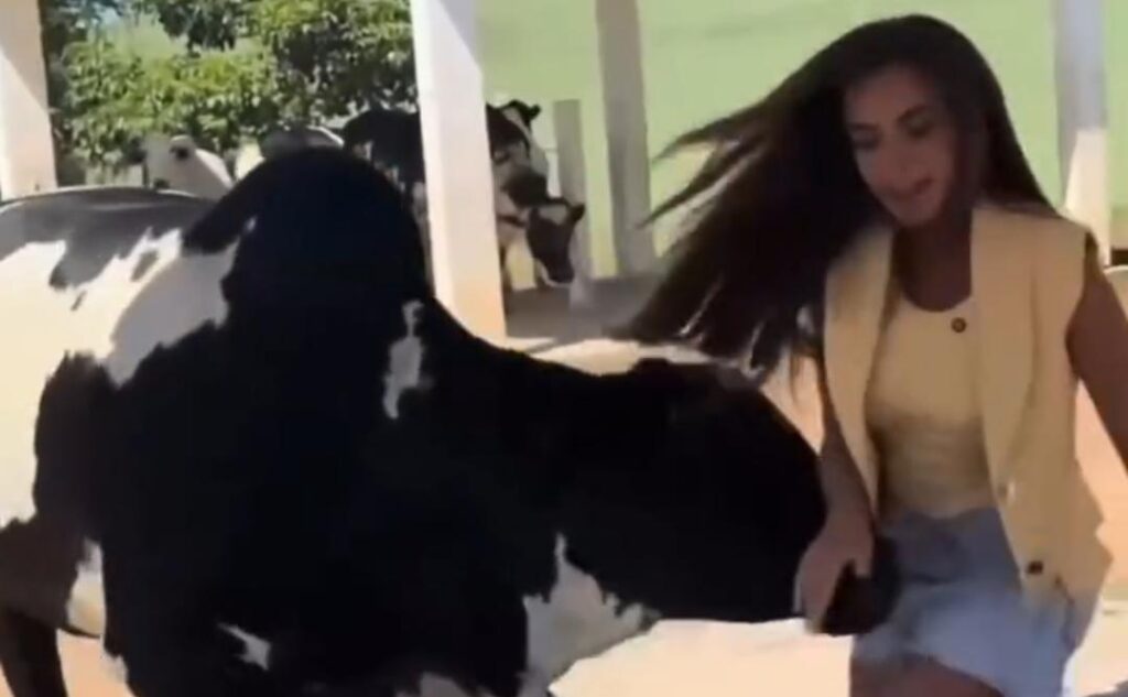 Vídeo: Nicole Bahls leva “cabeçada” de vaca e cai em bebedouro durante momento descontraído com Rico e Patixa