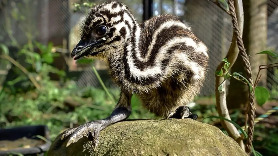 Filhote de emu nasce no Parque Zoológico de Sapucaia do Sul