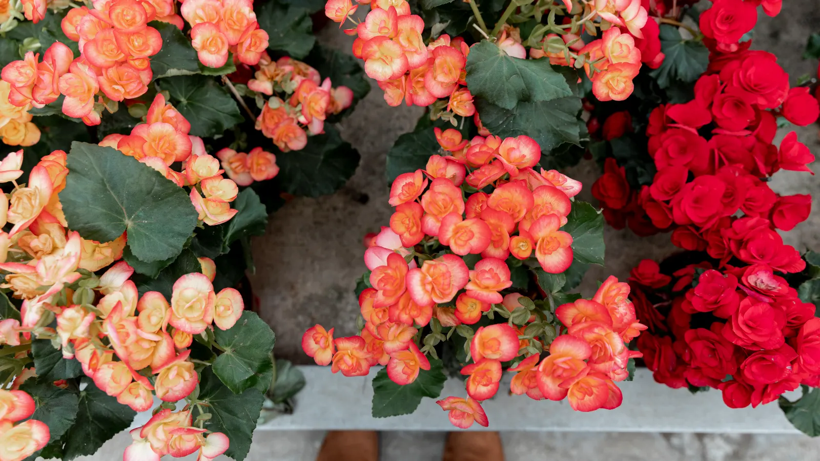 Festa das Flores de Giruá é transferida para setembro