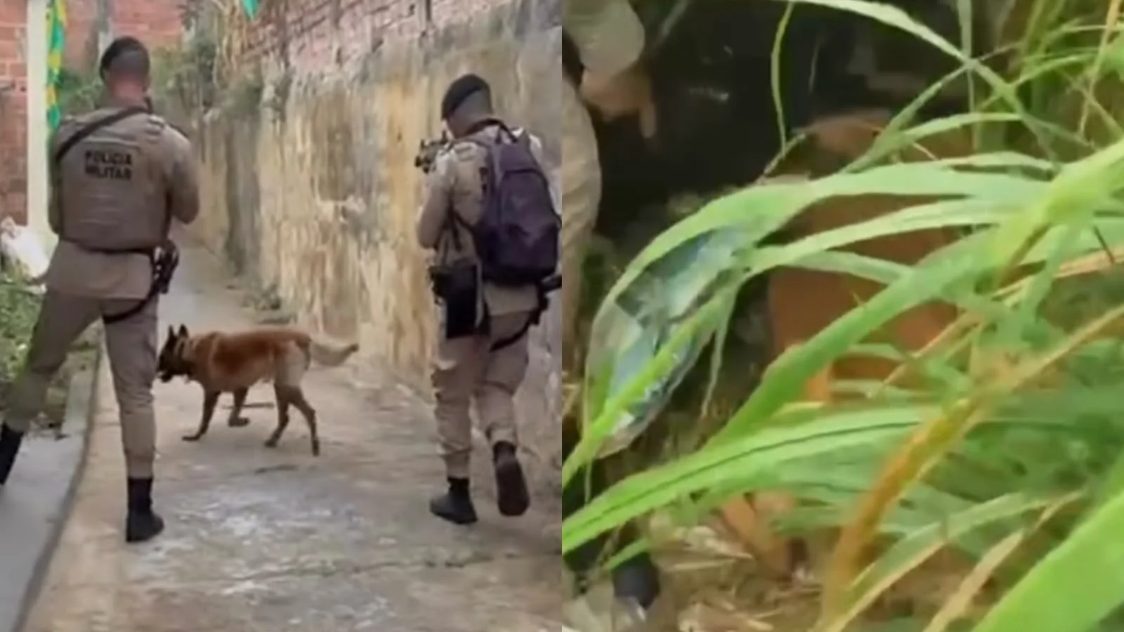 De maconha á cocaína: cão farejador ajuda a Polícia Militar a encontrar drogas no Recôncavo Baiano
