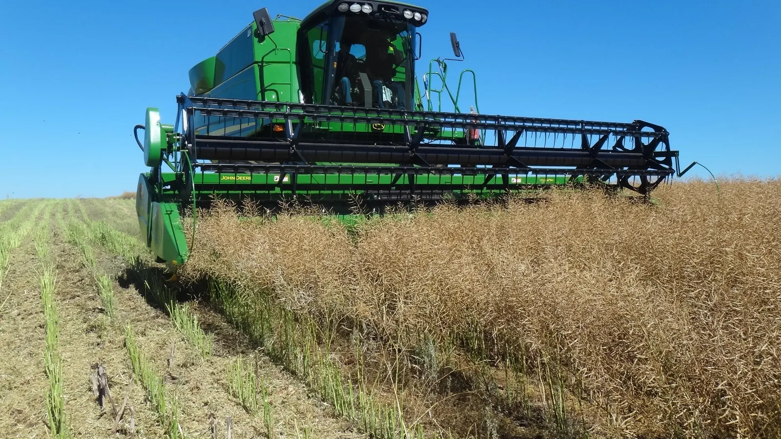 Colheita da canola inicia no Rio Grande do Sul com lavouras apresentando bom potencial produtivo