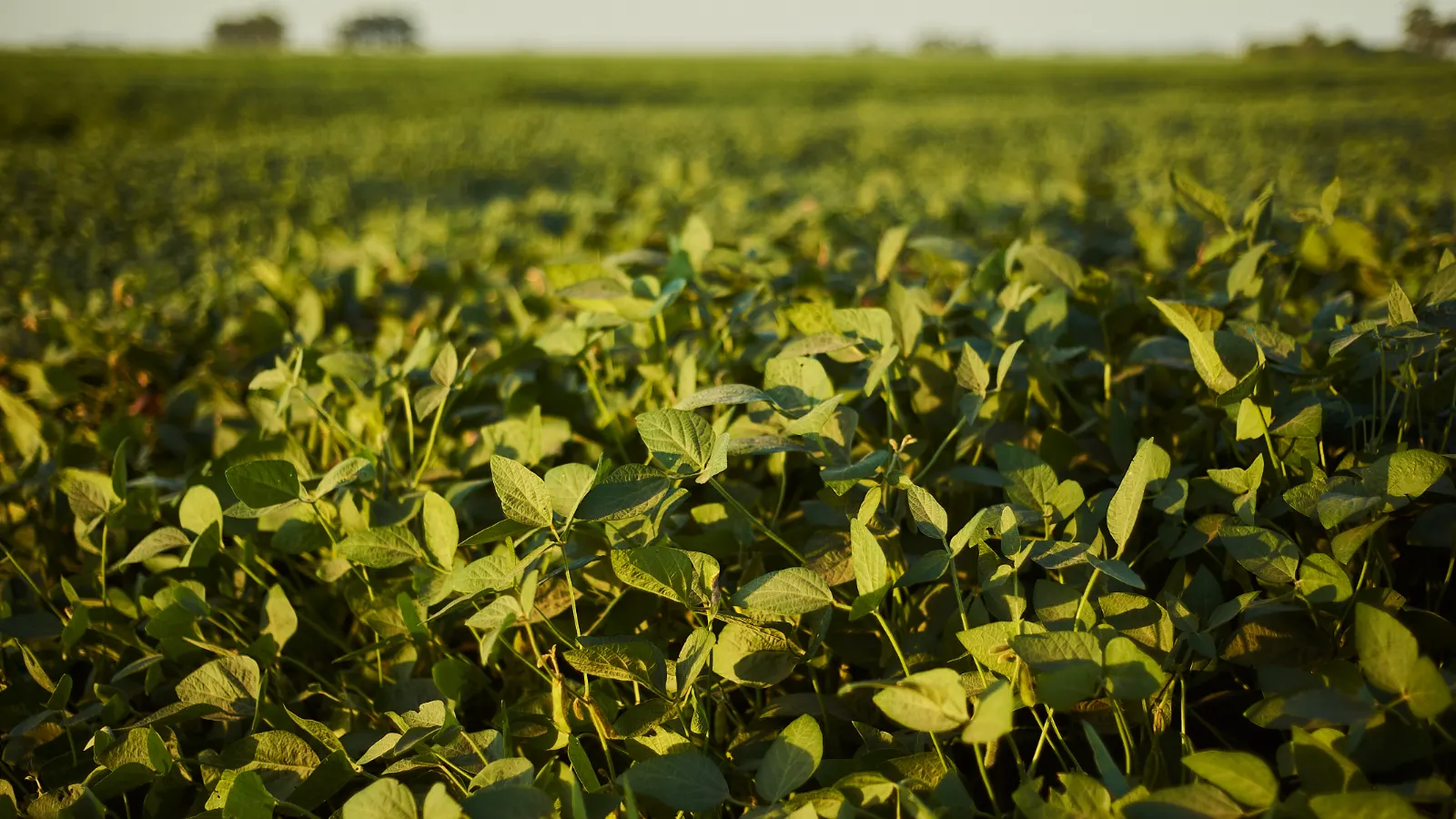 Seminário debate resiliência climática e alternativas para fortalecer a agricultura em Santo Cristo