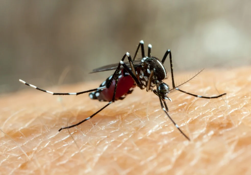 Feira de Santana prepara implantação de tecnologia que reduz transmissão de dengue, Zika e chikungunya