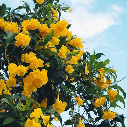 Flores bonitas em salvador